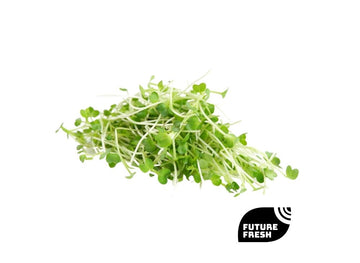 Radish Microgreen