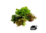 Salanova Lettuce Mix - Delidrop