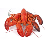 Live Maine Lobster - Delidrop