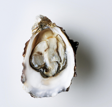 Live Pacific Oysters