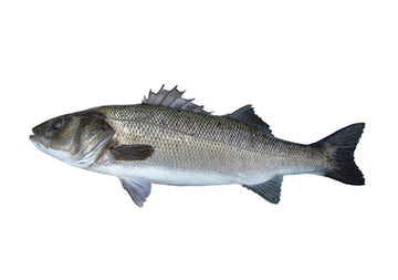 Demarne Frères Seabass