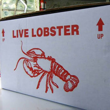 Live Maine Lobster